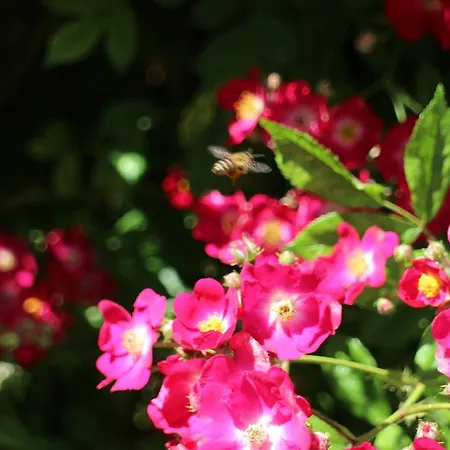 Flowers Πανσιόν Νεσέμπαρ