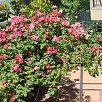 Flowers 4* Nesebar