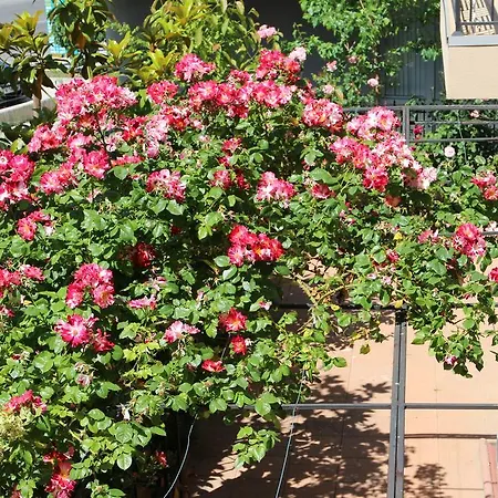 Flowers 4* 内塞伯尔