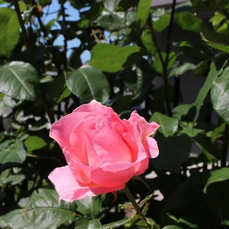 Flowers Pensiune