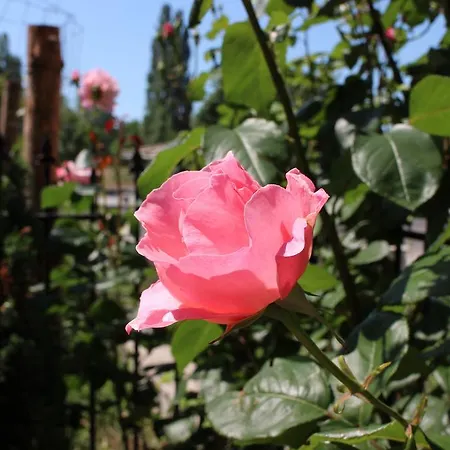 Affittacamere Flowers 4*