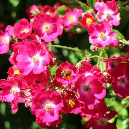 Flowers ゲストハウス 4*
