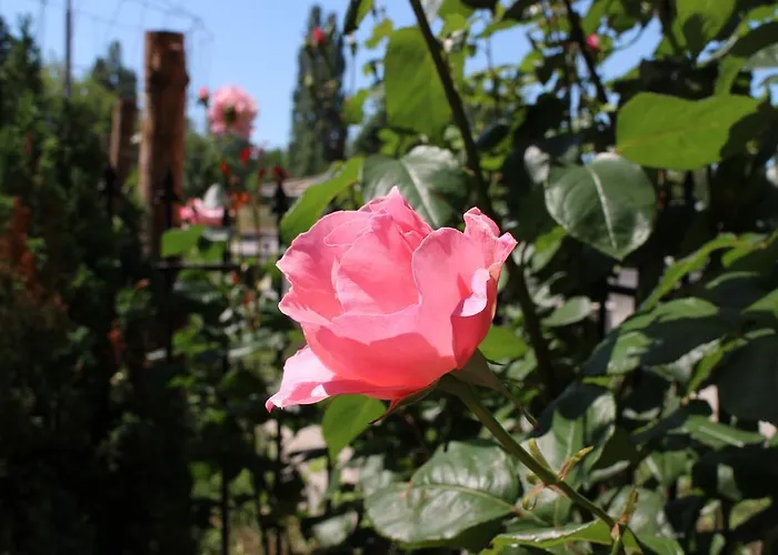 Gæstehus Flowers 4*