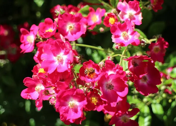 Flowers Gæstehus 4*