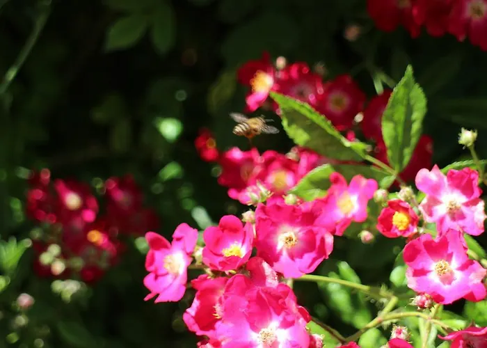 Flowers Gæstehus Nessebar